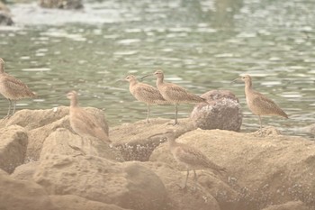 2022年4月23日(土) 東京港野鳥公園の野鳥観察記録