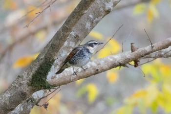 ツグミ 早戸川林道 2017年11月22日(水)