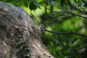 Eurasian Treecreeper 春日山原始林 Sat, 4/23/2022