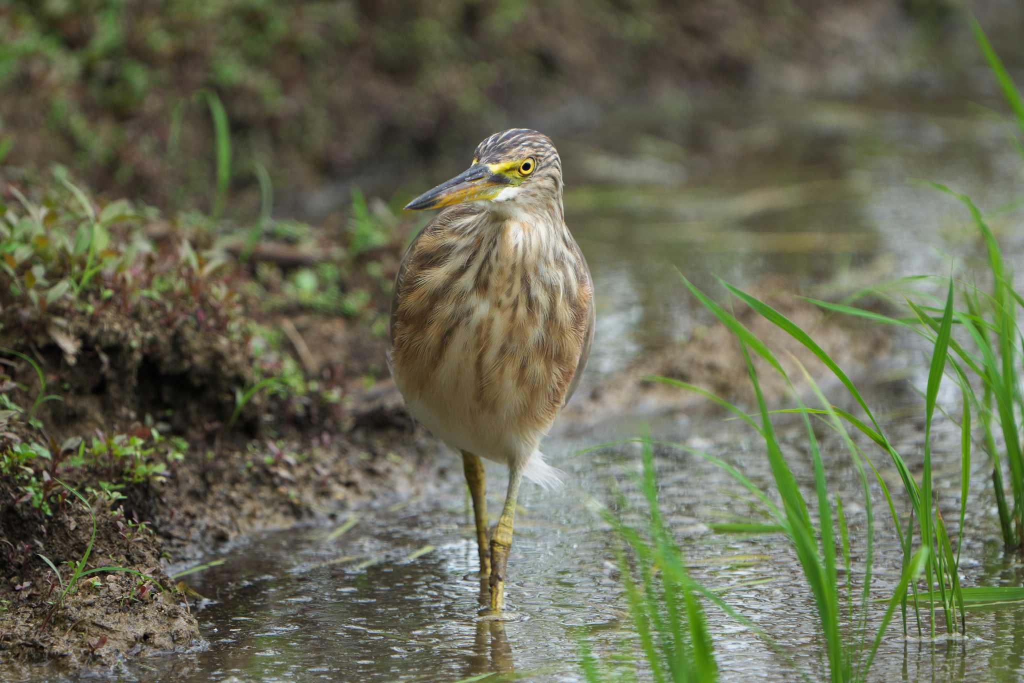 Javan Pond Heron