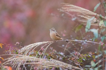 Meadow Bunting 宮ヶ瀬湖 Wed, 11/22/2017