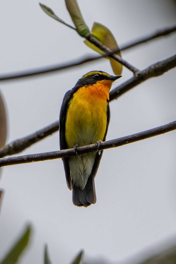 Narcissus Flycatcher 朽木いきものふれあいの里 Sat, 4/23/2022