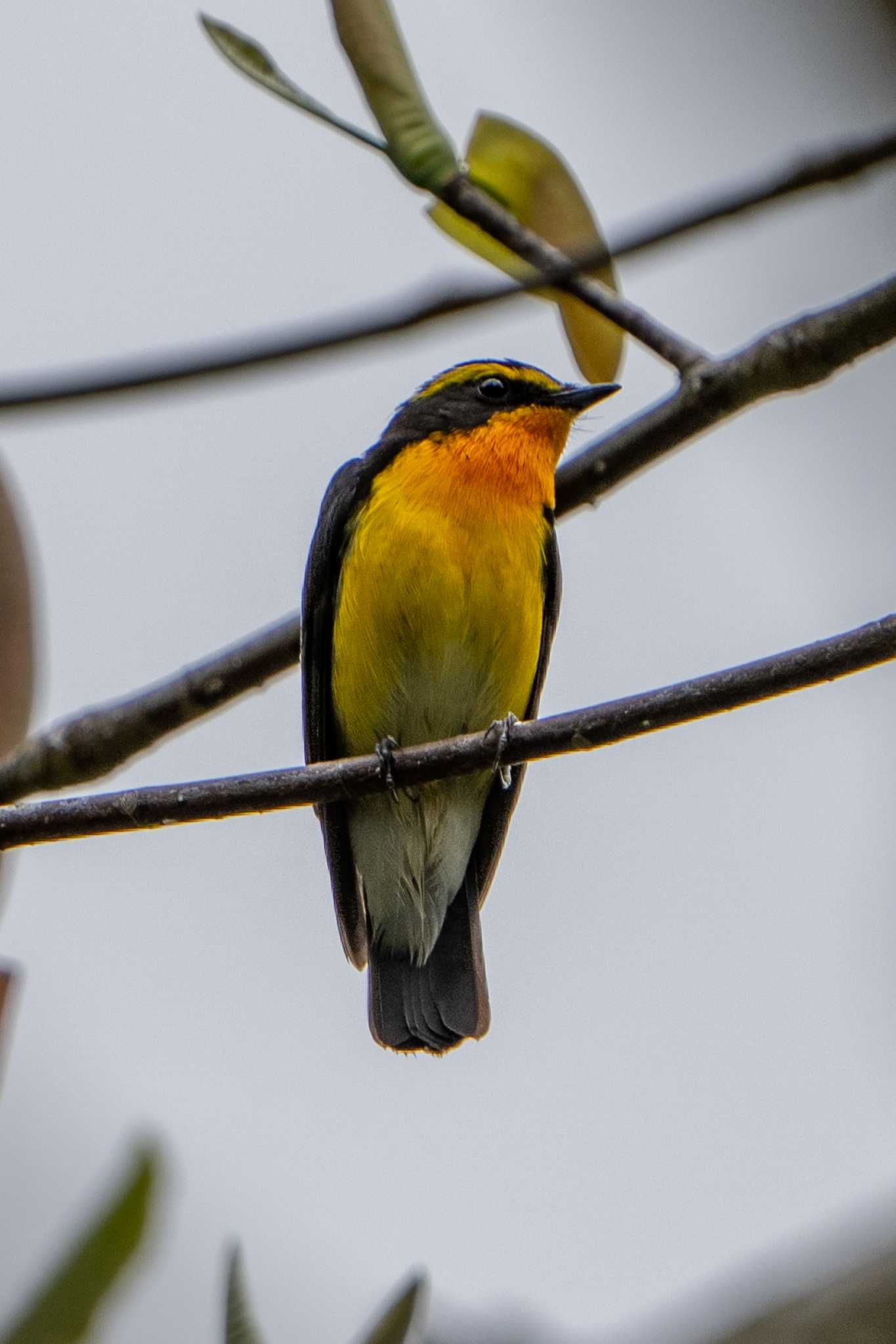 Photo of Narcissus Flycatcher at 朽木いきものふれあいの里 by DiskK