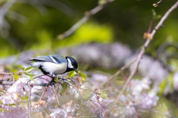 シジュウカラ 薬師池公園 2022年4月11日(月)