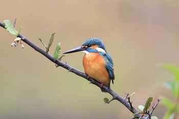 カワセミ 場所が不明 2017年11月23日(木)