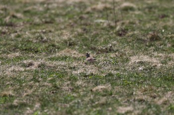 ヒバリ 札幌モエレ沼公園 2022年4月21日(木)