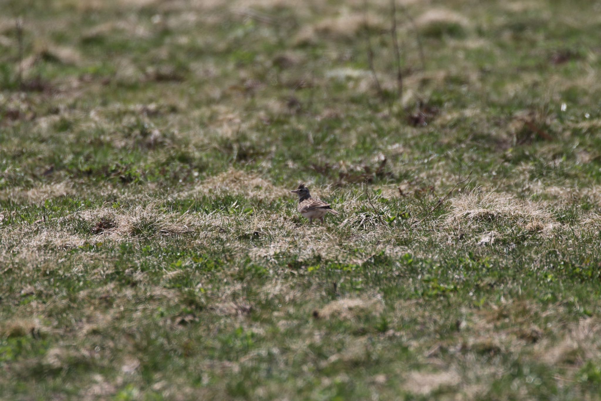 札幌モエレ沼公園 ヒバリの写真 by will 73