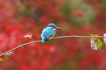 カワセミ 場所が不明 2017年11月23日(木)