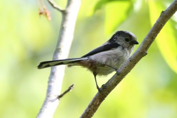 Long-tailed Tit 香澄公園 Sat, 4/23/2022