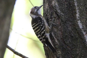 Japanese Pygmy Woodpecker 香澄公園 Sat, 4/23/2022