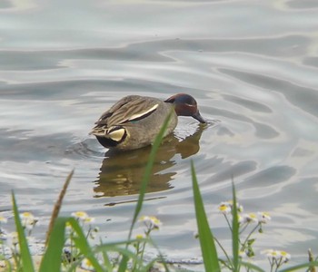 コガモ 川越水上公園 2022年4月23日(土)