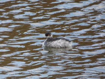 Black-necked Grebe Nagai Botanical Garden Thu, 11/23/2017