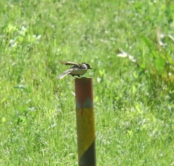 2022年4月23日(土) 埼玉県の野鳥観察記録