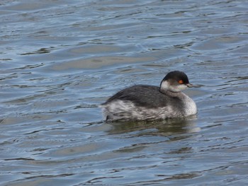 Black-necked Grebe Nagai Botanical Garden Thu, 11/23/2017