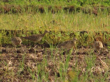 2022年4月23日(土) 大久保農耕地の野鳥観察記録