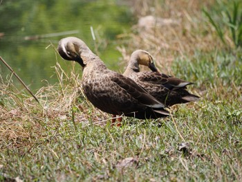 2022年4月23日(土) 見沼自然公園の野鳥観察記録