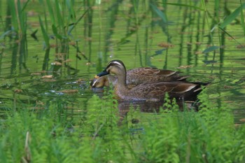 カルガモ こども自然公園 (大池公園/横浜市) 2022年4月23日(土)