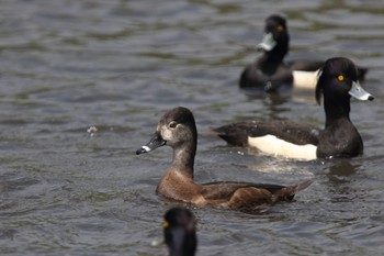 クビワキンクロ こども自然公園 (大池公園/横浜市) 2022年4月23日(土)