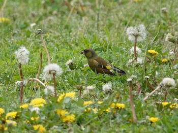 Grey-capped Greenfinch Akigase Park Mon, 4/18/2022