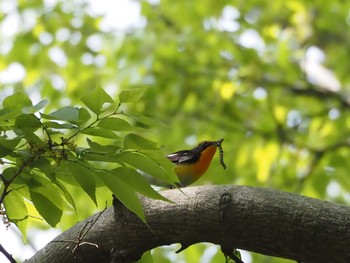 キビタキ 大阪城公園 2022年4月23日(土)