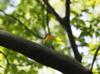 キビタキ 大阪城公園 2022年4月23日(土)