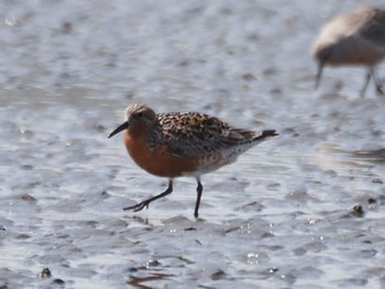 2022年4月23日(土) ふなばし三番瀬海浜公園の野鳥観察記録