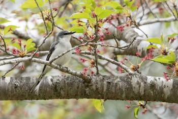 サンショウクイ 朽木いきものふれあいの里 2022年4月23日(土)