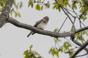 2022年4月23日(土) 朽木いきものふれあいの里の野鳥観察記録