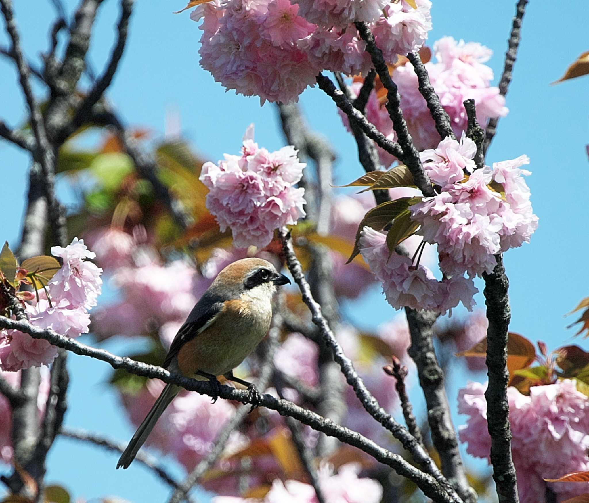 八重桜と by アカウント3953