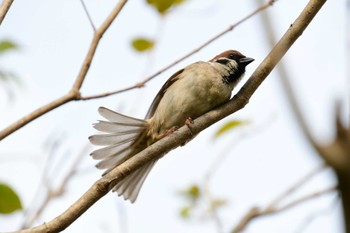 Eurasian Tree Sparrow 上野公園 Thu, 4/7/2022