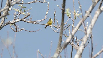 2022年4月23日(土) 柳沢峠の野鳥観察記録