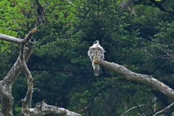 Peregrine Falcon Aobayama Park Sat, 4/23/2022