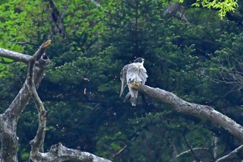 ハヤブサ 青葉山公園 2022年4月23日(土)