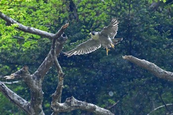 Peregrine Falcon Aobayama Park Sat, 4/23/2022