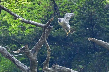 ハヤブサ 青葉山公園 2022年4月23日(土)