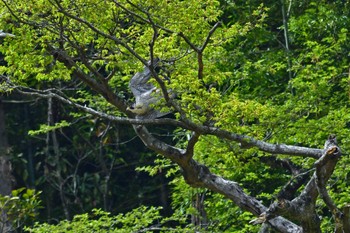 ハヤブサ 青葉山公園 2022年4月23日(土)