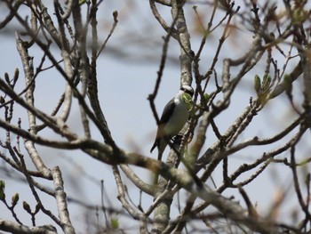 2022年4月23日(土) 孫太尾根の野鳥観察記録