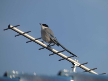 2022年4月23日(土) 小根山森林公園の野鳥観察記録