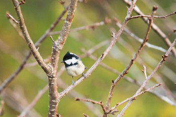 Coal Tit Unknown Spots Thu, 11/23/2017