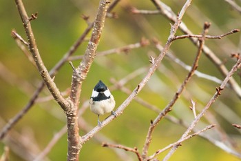 Coal Tit Unknown Spots Thu, 11/23/2017