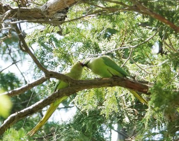 ワカケホンセイインコ 多磨霊園 2022年4月22日(金)