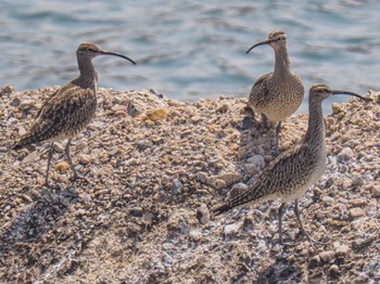 Eurasian Whimbrel 甲子園浜(兵庫県西宮市) Sat, 4/23/2022