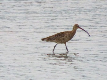 2022年4月23日(土) 厚狭川河口の野鳥観察記録