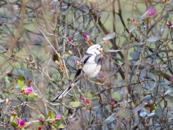 2022年4月24日(日) 十勝北部の野鳥観察記録