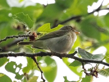 Eastern Crowned Warbler 奈良県奈良市 Sat, 4/23/2022