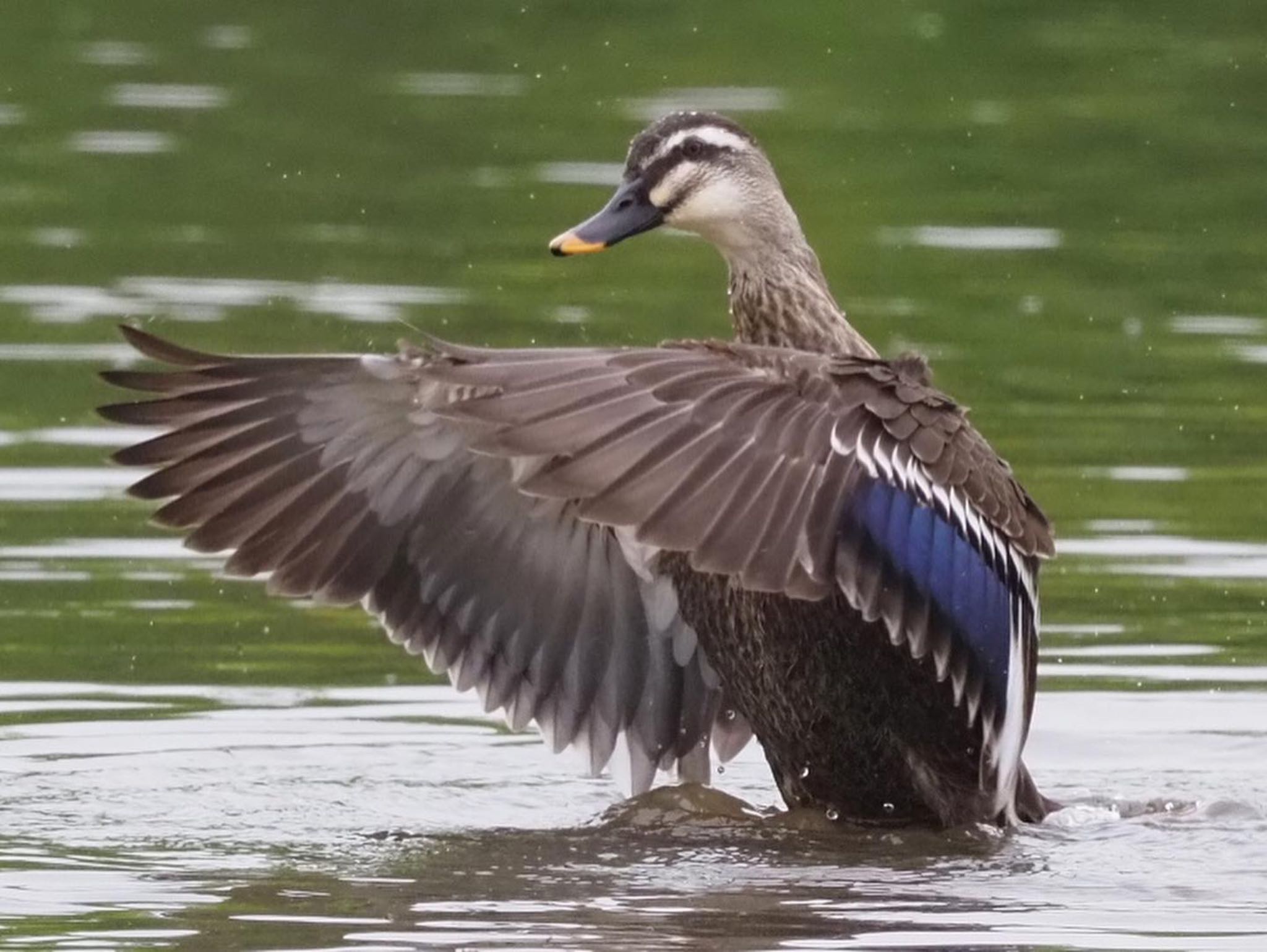 Eastern Spot-billed Duck