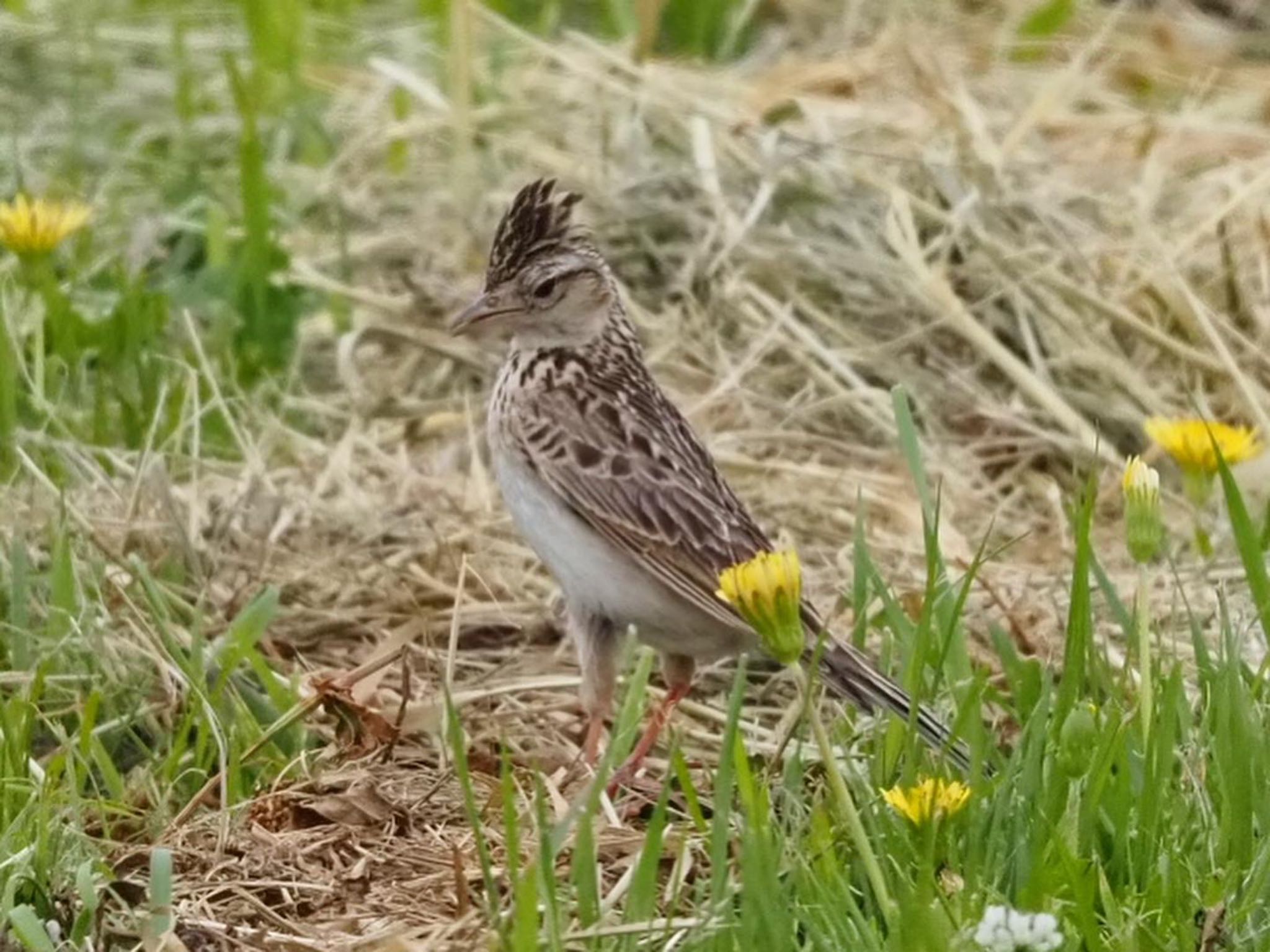 Eurasian Skylark