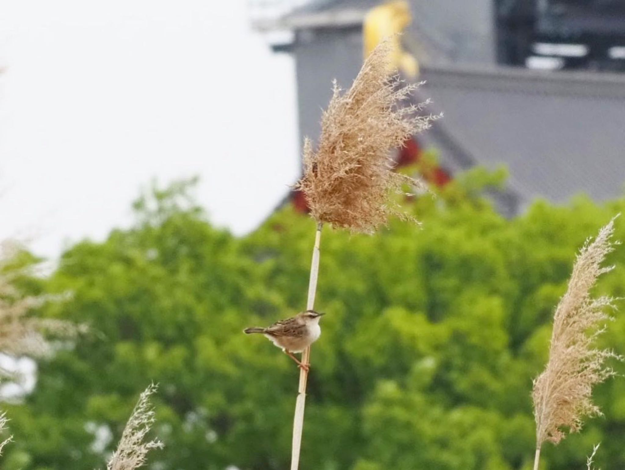 Zitting Cisticola