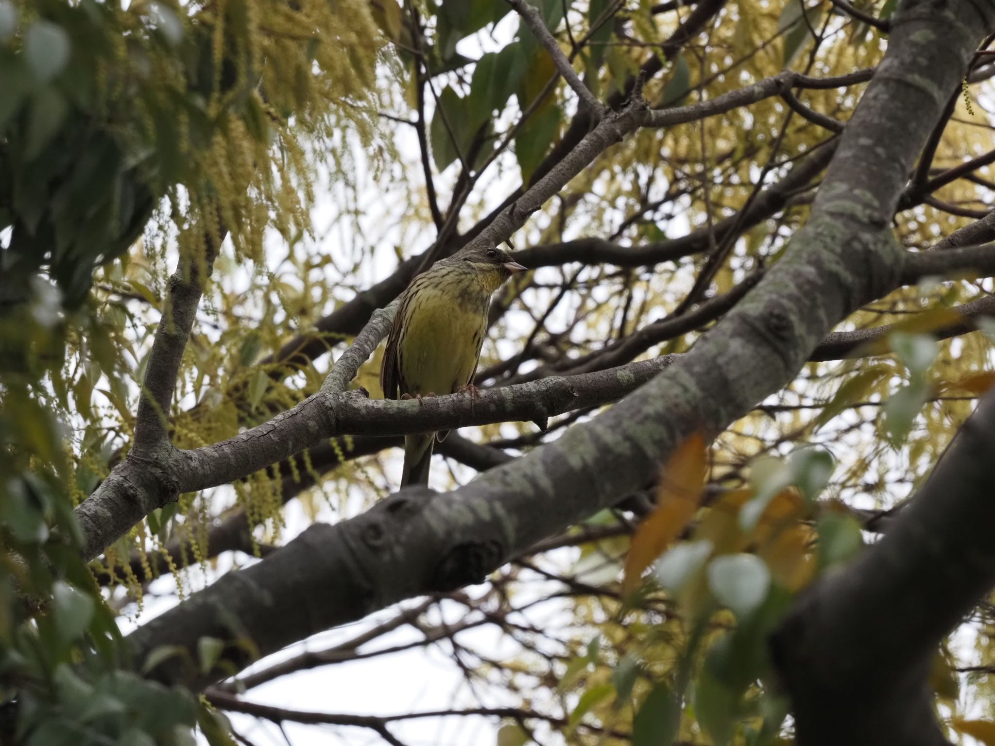 Masked Bunting