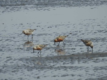 2022年4月23日(土) ふなばし三番瀬海浜公園の野鳥観察記録